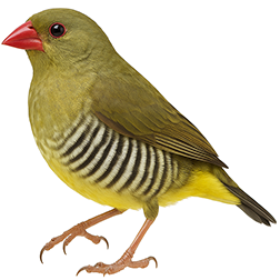 Green Avadavat
